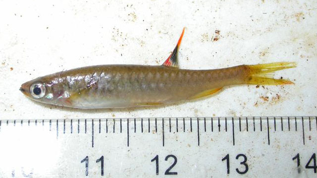 Copella arnoldi
