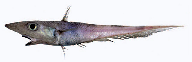 Coelorinchus celaenostomus