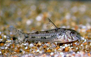 Hoplisoma cochui