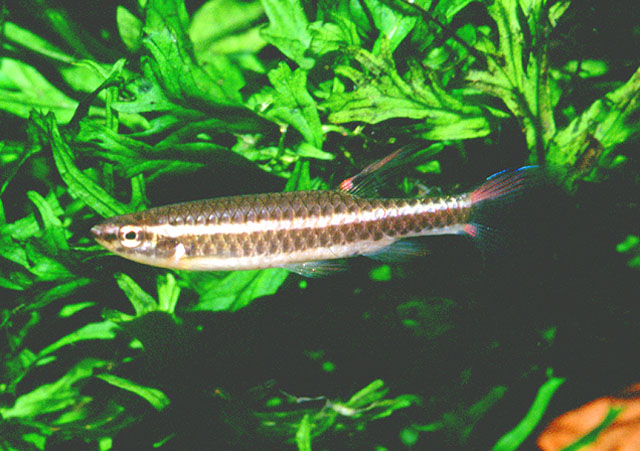 Copella compta