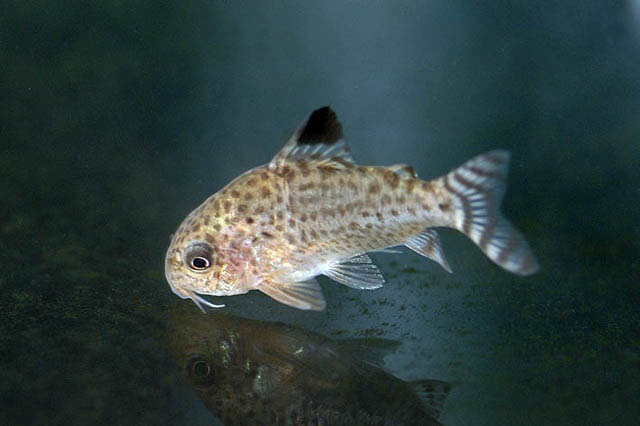 Hoplisoma cruziensis