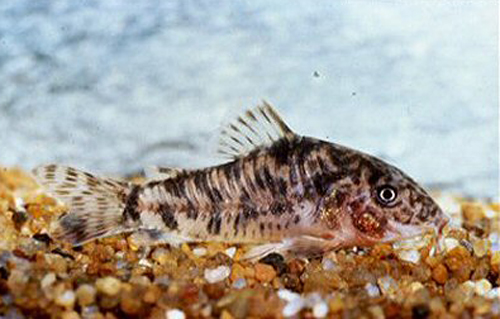 Brochis difluviatilis