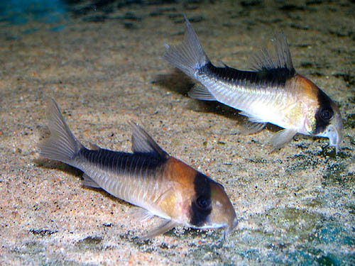 Hoplisoma duplicareum