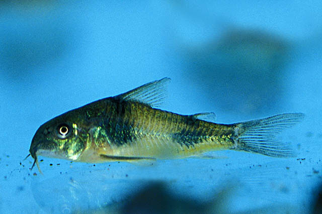 Hoplisoma ehrhardti
