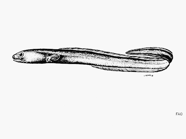 Congrosoma evermanni