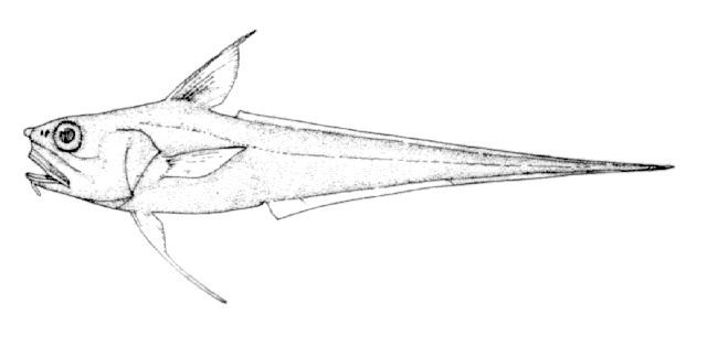Coryphaenoides filifer