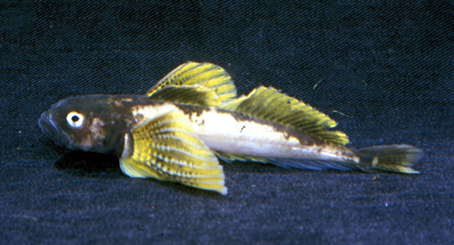 Cottocomephorus grewingkii