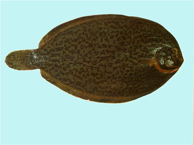 Colistium guentheri
