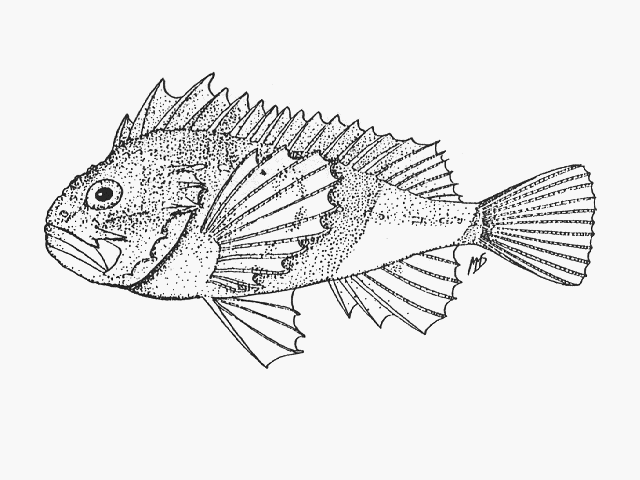 Coccotropsis gymnoderma