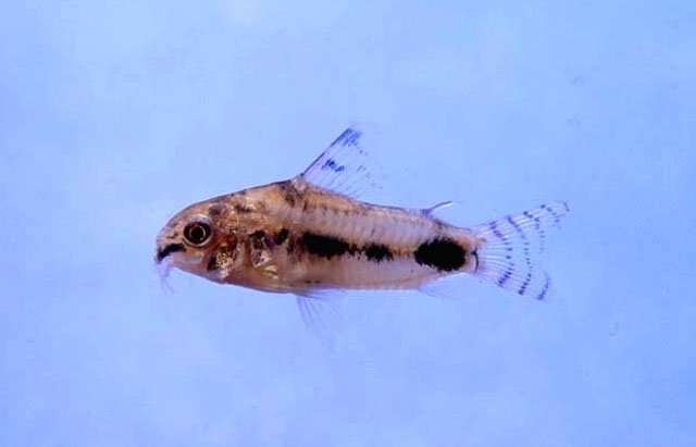 Hoplisoma habrosum