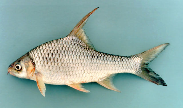 Cosmochilus harmandi