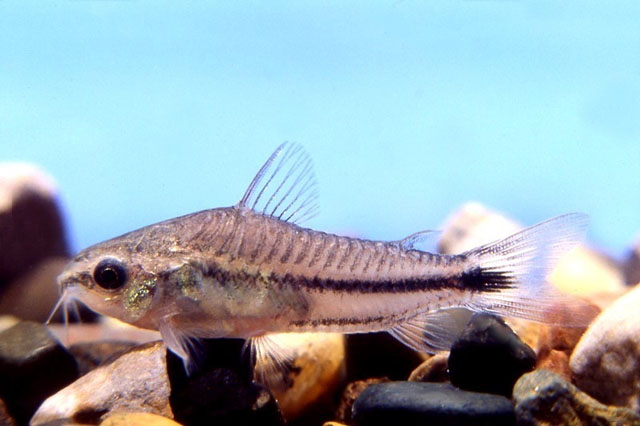 Gastrodermus pygmaeus