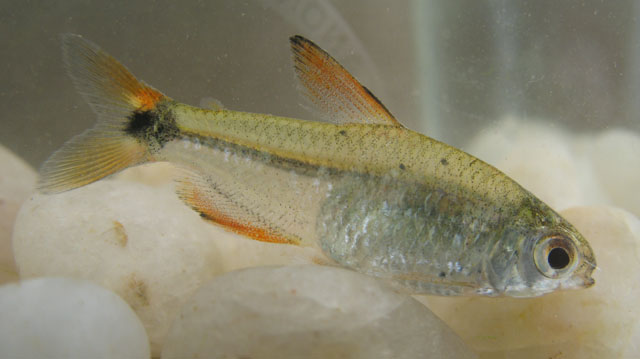 Compsura heterura
