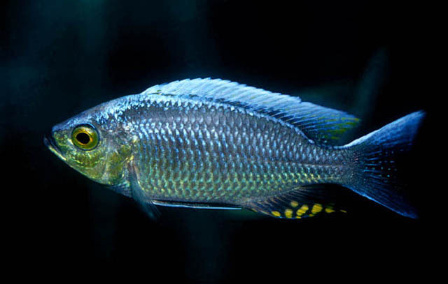 Copadichromis ilesi