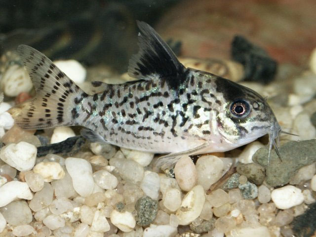 Hoplisoma leucomelas