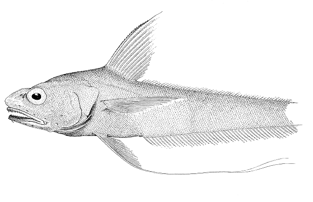 Coryphaenoides longifilis