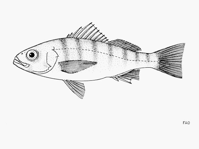 Conodon macrops