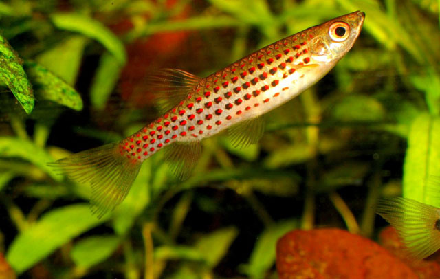 Copella nattereri