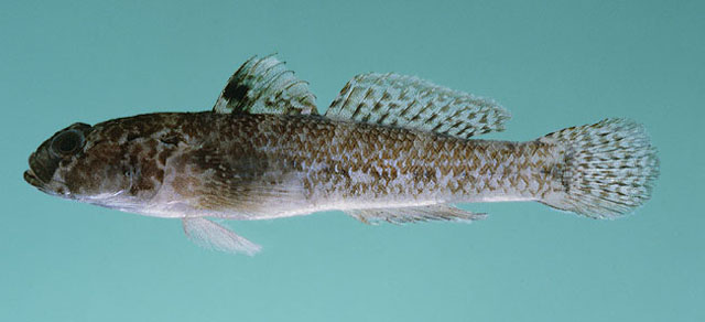 Coryogalops monospilus