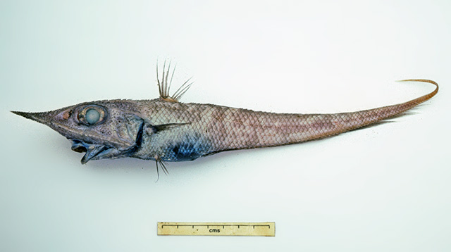 Coelorinchus mycterismus