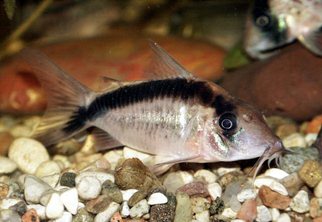 Corydoras narcissus