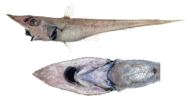 Coelorinchus obscuratus