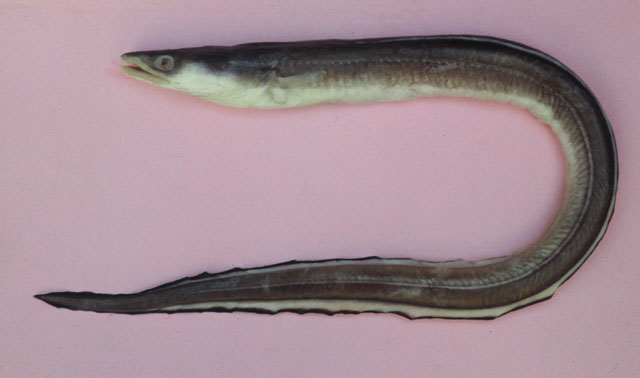 Conger orbignianus