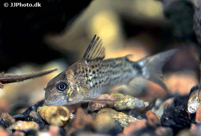 Hoplisoma osteocarus