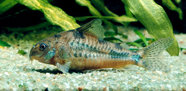 Hoplisoma paleatum