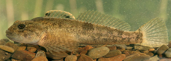 Alpinocottus poecilopus