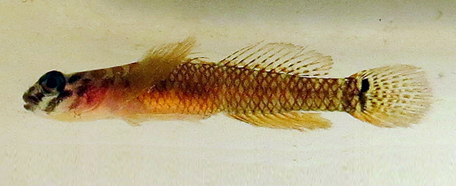 Copul_f0.jpg