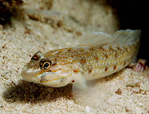 Coryphopterus dicrus
