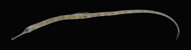 Corythoichthys quattuordecim