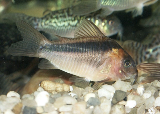 Osteogaster rabauti