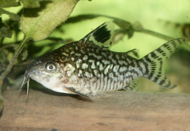 Brochis reticulata