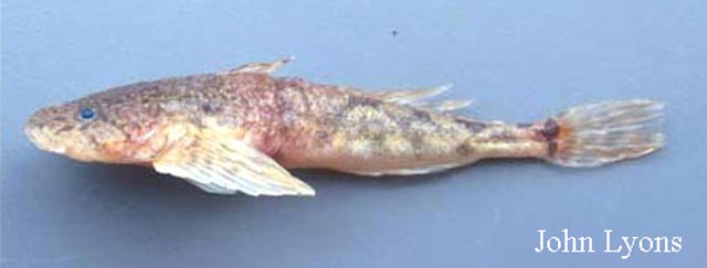 Cottus ricei