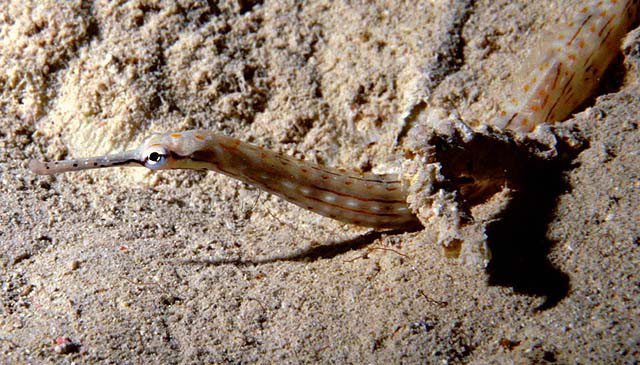 Corythoichthys schultzi