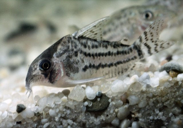 Hoplisoma schwartzi