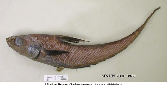 Coryphaenoides semiscaber
