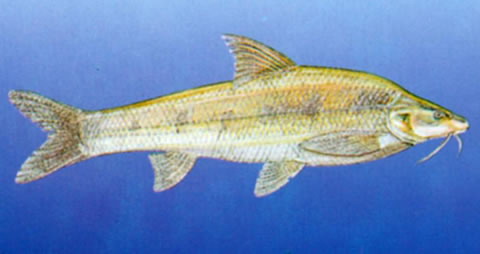 Coreius septentrionalis