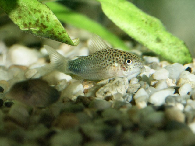 Hoplisoma simile