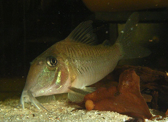 Corydoras spilurus