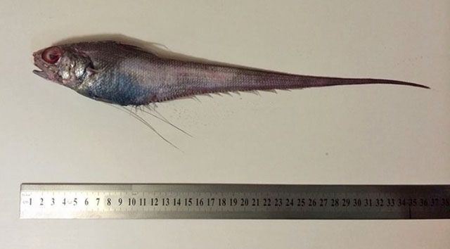 Coryphaenoides subserrulatus