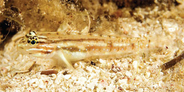 Coryphopterus tortugae