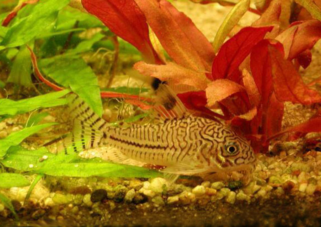 Hoplisoma trilineatum