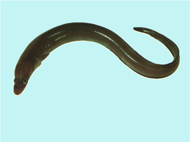 Conger verreauxi