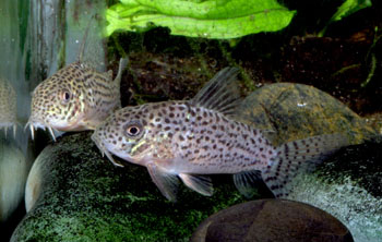 Hoplisoma xinguenss