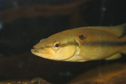 Crenicichla alta