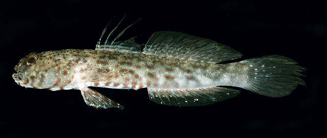 Crara_u0.jpg