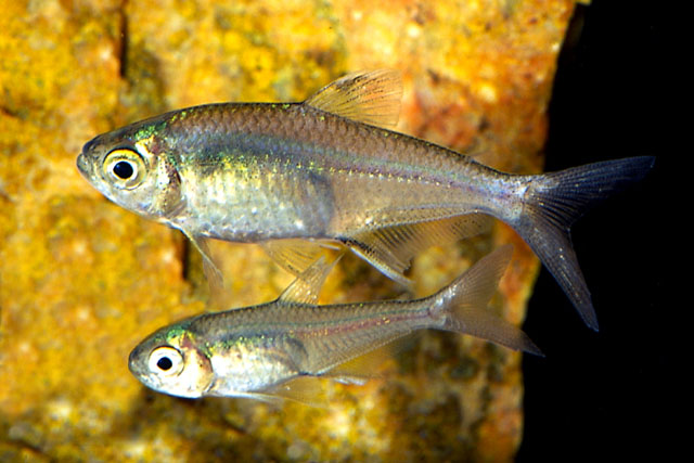 Creagrutus beni